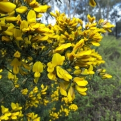 Ulex europaeus at Capital Hill, ACT - 25 Sep 2016