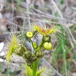 Drosera gunniana at Jerrabomberra, ACT - 25 Sep 2016