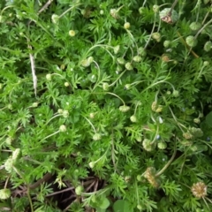 Cotula australis (Common Cotula, Carrot Weed) at Capital Hill, ACT - 25 Sep 2016 by Mike