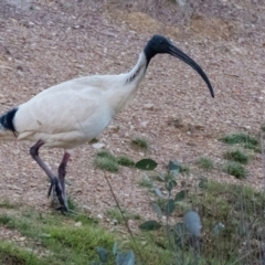 Threskiornis molucca (Australian White Ibis) at Mulligans Flat - 25 Sep 2016 by CedricBear