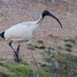 Threskiornis molucca at Sutton, NSW - 25 Sep 2016