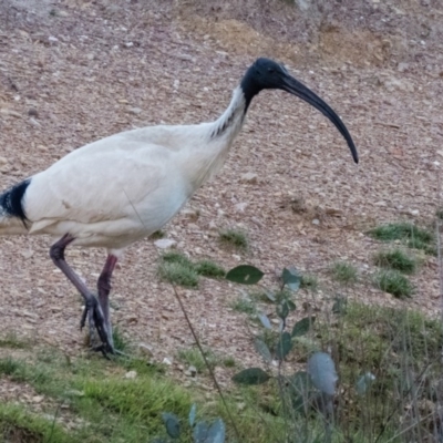 Threskiornis molucca (Australian White Ibis) at Sutton, NSW - 25 Sep 2016 by CedricBear