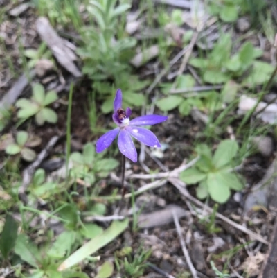 Cyanicula caerulea (Blue Fingers, Blue Fairies) at Mount Majura - 25 Sep 2016 by AaronClausen