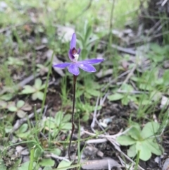 Cyanicula caerulea at Majura, ACT - suppressed