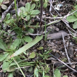 Cyanicula caerulea at Majura, ACT - 25 Sep 2016