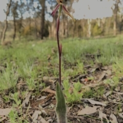 Caladenia actensis (Canberra Spider Orchid) at Kenny, ACT - 25 Sep 2016 by AaronClausen