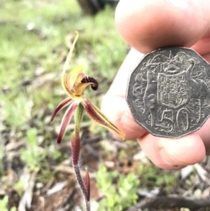 Caladenia actensis at suppressed - 25 Sep 2016