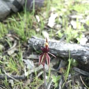 Caladenia actensis at suppressed - 25 Sep 2016