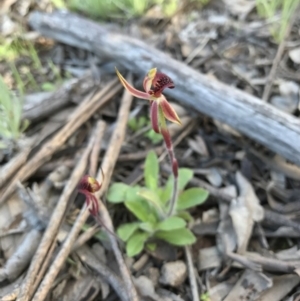 Caladenia actensis at suppressed - suppressed