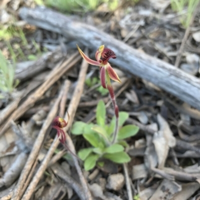 Caladenia actensis (Canberra Spider Orchid) by AaronClausen