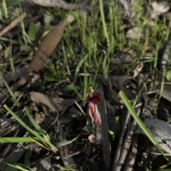 Caladenia actensis (Canberra Spider Orchid) by AaronClausen