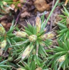 Acrotriche serrulata (Ground-berry) at QPRC LGA - 25 Sep 2016 by Wandiyali