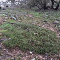 Acrotriche serrulata at Googong, NSW - 25 Sep 2016