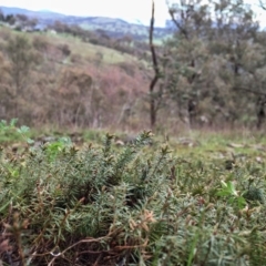 Acrotriche serrulata at Googong, NSW - 25 Sep 2016