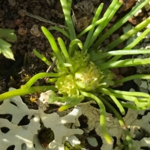 Isoetopsis graminifolia at Majura, ACT - 25 Sep 2016