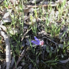 Cyanicula caerulea (Blue Fingers, Blue Fairies) at Mount Majura - 25 Sep 2016 by AaronClausen