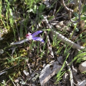 Cyanicula caerulea at Majura, ACT - suppressed