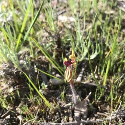 Caladenia actensis (Canberra Spider Orchid) at Mount Majura - 25 Sep 2016 by AaronClausen