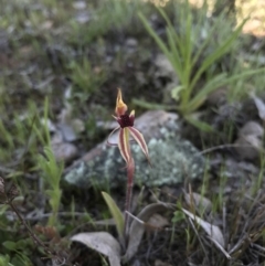Caladenia actensis (Canberra Spider Orchid) at Mount Majura - 25 Sep 2016 by AaronClausen