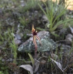Caladenia actensis (Canberra Spider Orchid) by AaronClausen