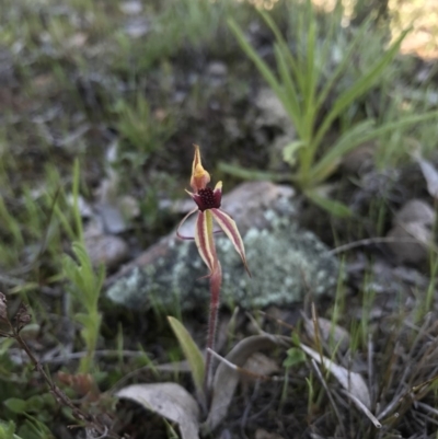 Caladenia actensis (Canberra Spider Orchid) at Mount Majura - 25 Sep 2016 by AaronClausen