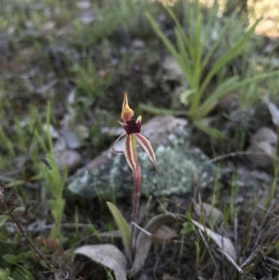 Caladenia actensis (Canberra Spider Orchid) at Majura, ACT - 25 Sep 2016 by AaronClausen