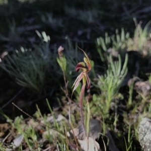 Caladenia actensis at suppressed - 25 Sep 2016