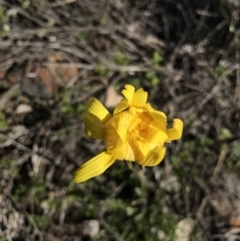 Microseris walteri at Majura, ACT - 25 Sep 2016 03:40 PM