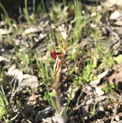 Caladenia actensis (Canberra Spider Orchid) at Mount Majura - 25 Sep 2016 by AaronClausen