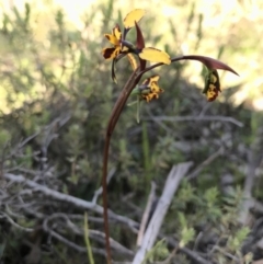 Diuris pardina (Leopard Doubletail) at Majura, ACT - 25 Sep 2016 by AaronClausen