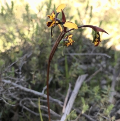 Diuris pardina (Leopard Doubletail) at Majura, ACT - 25 Sep 2016 by AaronClausen