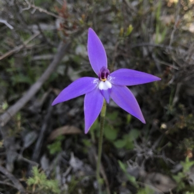 Glossodia major (Wax Lip Orchid) at Majura, ACT - 25 Sep 2016 by AaronClausen