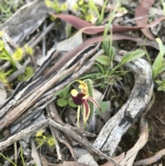Caladenia actensis (Canberra Spider Orchid) by AaronClausen