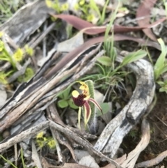 Caladenia actensis (Canberra Spider Orchid) at Majura, ACT - 25 Sep 2016 by AaronClausen