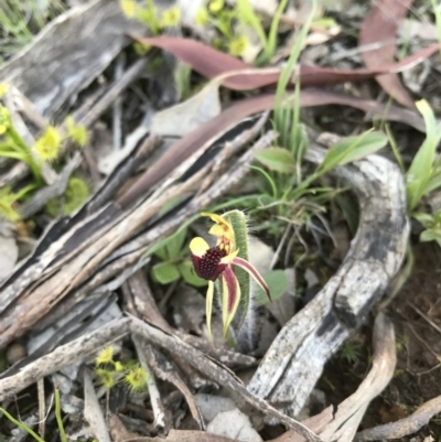 Caladenia actensis (Canberra Spider Orchid) by AaronClausen