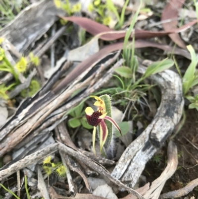 Caladenia actensis (Canberra Spider Orchid) at Majura, ACT by AaronClausen