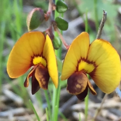 Bossiaea buxifolia (Matted Bossiaea) at Googong, NSW - 25 Sep 2016 by Wandiyali