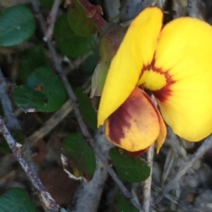 Bossiaea buxifolia at Googong, NSW - 25 Sep 2016