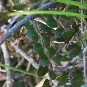 Bossiaea buxifolia at Googong, NSW - 25 Sep 2016