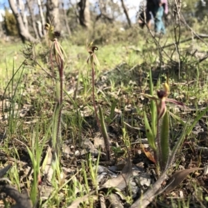 Caladenia actensis at suppressed - suppressed