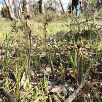 Caladenia actensis (Canberra Spider Orchid) at Majura, ACT by AaronClausen