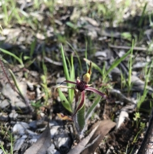 Caladenia actensis at suppressed - suppressed