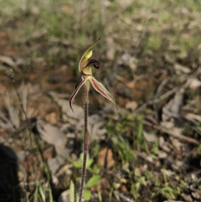 Caladenia actensis (Canberra Spider Orchid) at Majura, ACT by AaronClausen