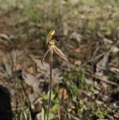 Caladenia actensis (Canberra Spider Orchid) at Majura, ACT - 25 Sep 2016 by AaronClausen