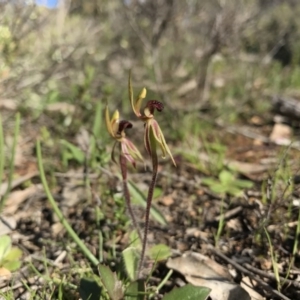 Caladenia actensis at suppressed - suppressed