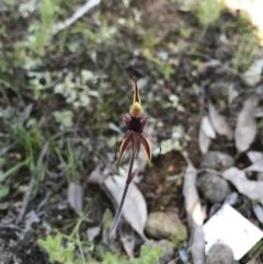 Caladenia actensis at suppressed - suppressed