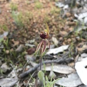 Caladenia actensis at suppressed - suppressed