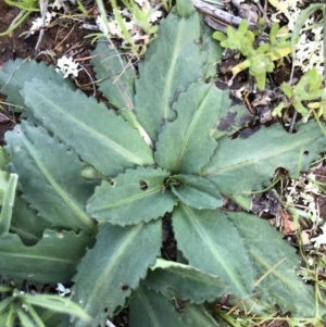 Solenogyne dominii at Majura, ACT - 25 Sep 2016 02:51 PM