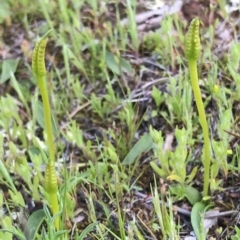 Ophioglossum lusitanicum subsp. coriaceum (Austral Adder's Tongue) at Majura, ACT - 25 Sep 2016 by AaronClausen