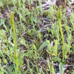 Ophioglossum lusitanicum at Majura, ACT - 25 Sep 2016 02:55 PM